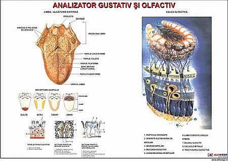 PLANSE ANATOMIE - Analizatorii: gustativ si olfactiv