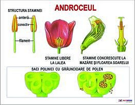 Androceul [1]