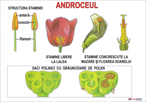 PLANSE BOTANICA - Androceul