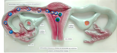 Aparatul reproducător feminin [3]