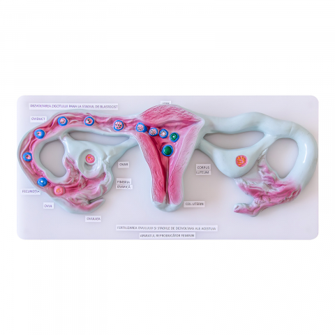AFUMATORI - Aparatul reproducător feminin