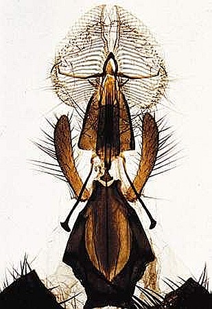 Arthropoda – set 15 preparate microscopice pe lame [6]