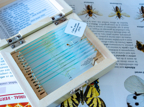 Arthropoda – set 15 preparate microscopice pe lame [4]