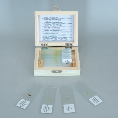 Arthropoda – set 15 preparate microscopice pe lame [2]