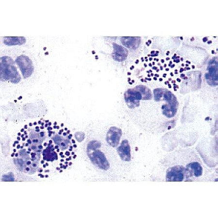 Bacili – set 10 preparate microscopice [5]