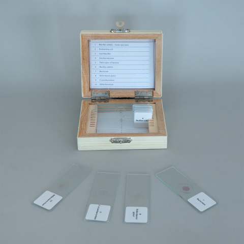 Bacili – set 10 preparate microscopice [2]