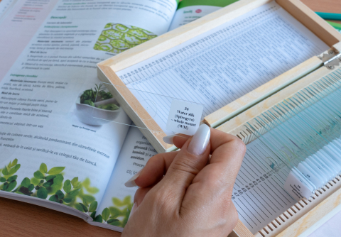 Botanică – set 38 preparate microscopice pe lame [3]