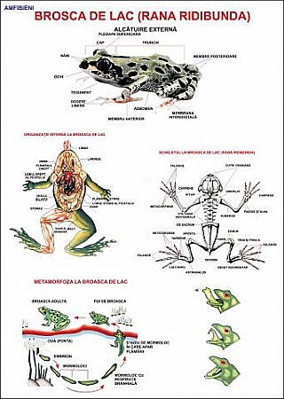PLANSE ZOOLOGIE - Broasca de lac