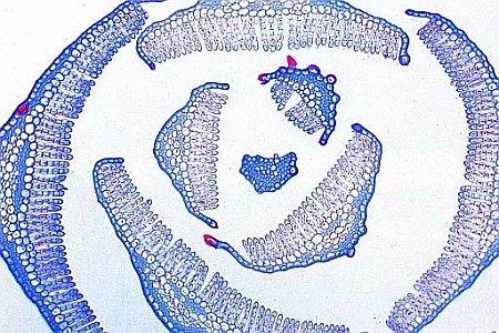 Bryophyta – set 15 preparate microscopice [5]