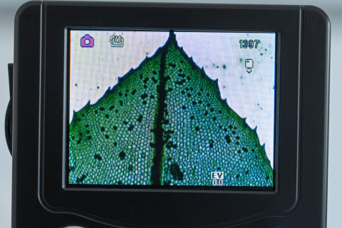 Bryophyta – set 15 preparate microscopice [4]