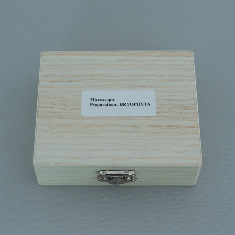 Bryophyta – set 15 preparate microscopice [1]
