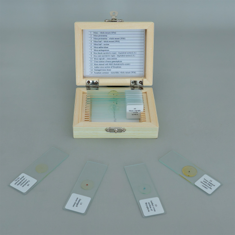 Bryophyta – set 15 preparate microscopice [2]