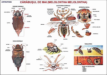 PLANSE ZOOLOGIE - Carabusul de Mai (Artropod)