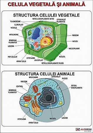 PLANSE BOTANICA - Celula vegetala si animala