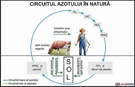 PLANSE ECOLOGIE - Circuitul azotului in natura