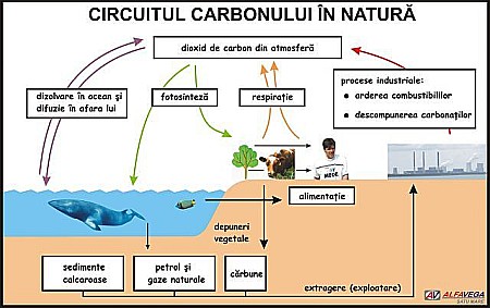 PLANSE ECOLOGIE - Circuitul carbonului in natura
