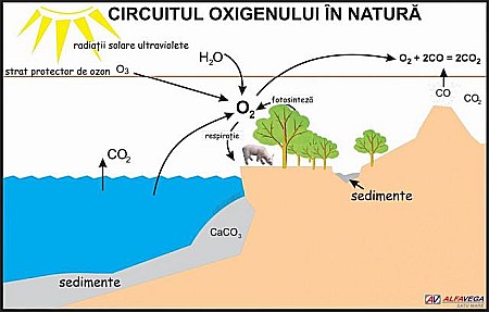 PLANSE ECOLOGIE - Circuitul oxigenului in natura