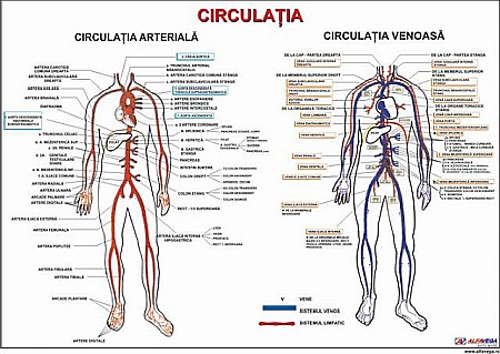 PLANSE ANATOMIE - Circulatia (artere si vene)