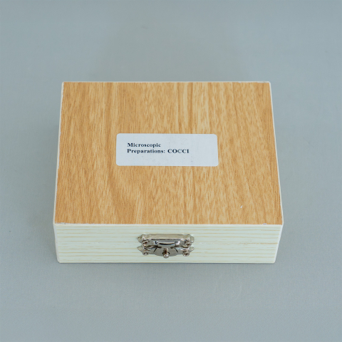 Coci – set 10 preparate microscopice [1]