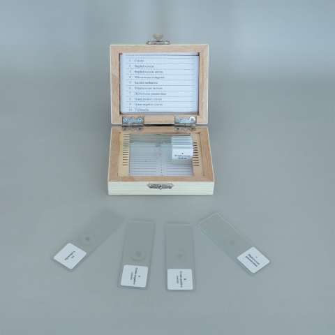 Coci – set 10 preparate microscopice [2]