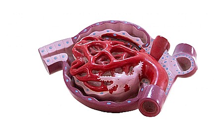 MATERIAL DIDACTIC - Corpuscul renal