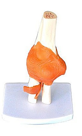MULAJE ANATOMIE - Model cot cu humerus, cubitus și ligamente