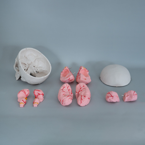Craniu uman cu encefal – model anatomic [1]