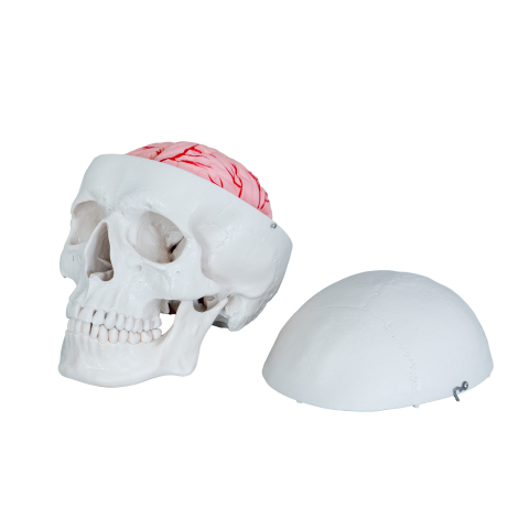 MULAJE ANATOMIE - Craniu uman cu encefal – model anatomic