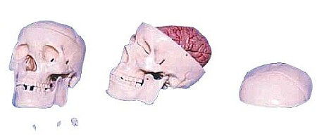 MULAJE ANATOMIE - Craniu clasic cu encefal
