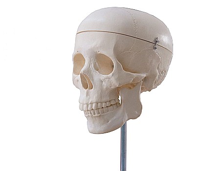 MULAJE ANATOMIE - Craniu clasic