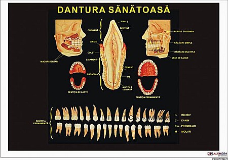 PLANSE ANATOMIE - Dantura sanatoasa