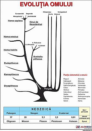 PLANSE ANATOMIE - Evolutia umana