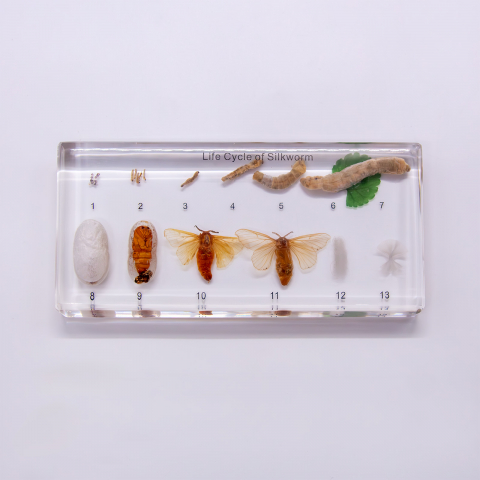 MULAJE ZOOLOGIE - Evoluția viermelui de mătase- Bombyx mori