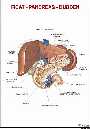 PLANSE ANATOMIE - Ficat, pancreas si duoden