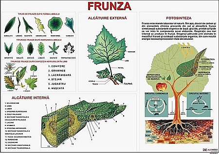 PLANSE BOTANICA - Frunza