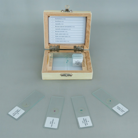 Fungi – set de 10 preparate microscopice [2]