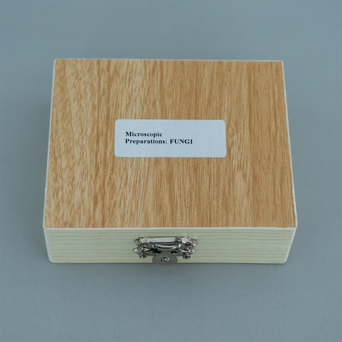Fungi – set de 10 preparate microscopice [1]