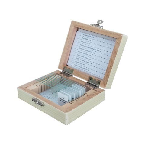 BOTANICA - Fungi – set de 10 preparate microscopice