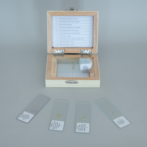 Genetică umană și animală – set 10 preparate microscopice [2]