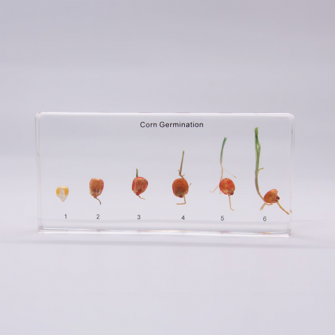 Germinarea Bobului de Porumb [1]