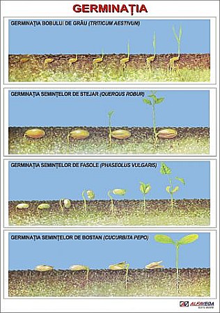 PLANSE BOTANICA - Germinatia semintei