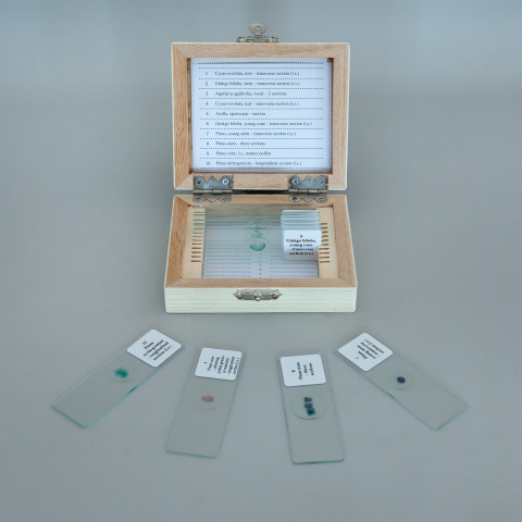 Gimnosperme – set 10 preparate microscopice [2]