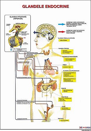 PLANSE ANATOMIE - Glande endocrine (Sistemul endocrin)