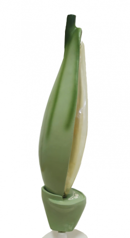 Grâu (Triticum aestivum) [6]