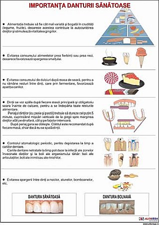 PLANSE ANATOMIE - Importanta danturii sanatoase