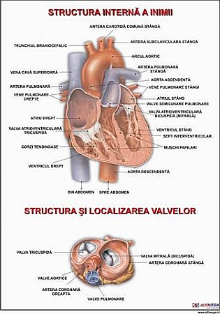 PLANSE ANATOMIE - Inima (Anatomia inimii)