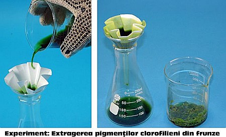 KIT 2. Frunza. Fotosinteza [7]