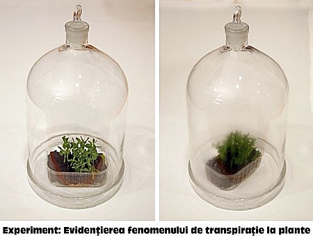 KIT 3. Trusa de ustensile fiziologia plantelor (Minim) [7]