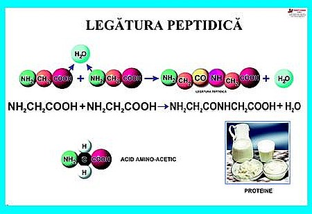 PLANȘE - Legatura peptidica