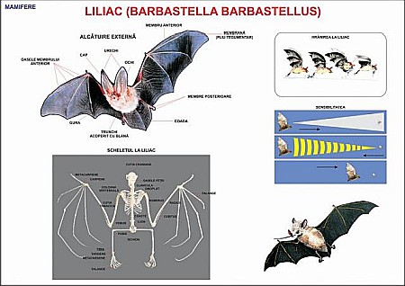 PLANSE ZOOLOGIE - Liliacul (Mamifer)